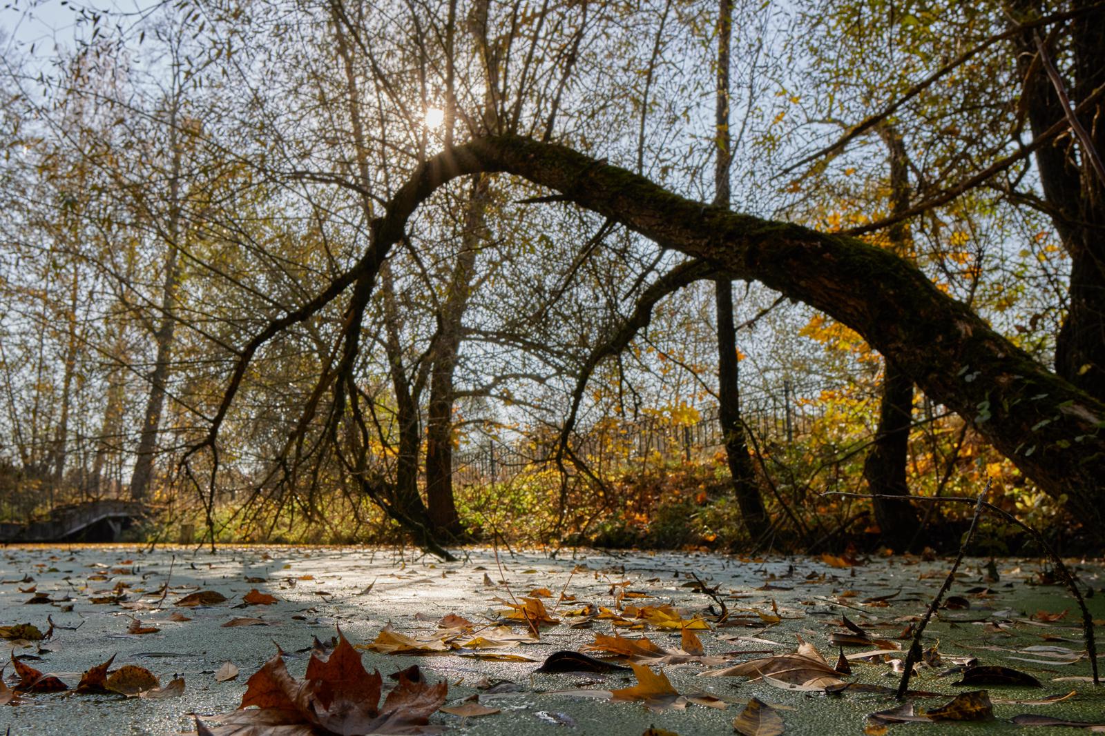 Хроники фотосинтеза
