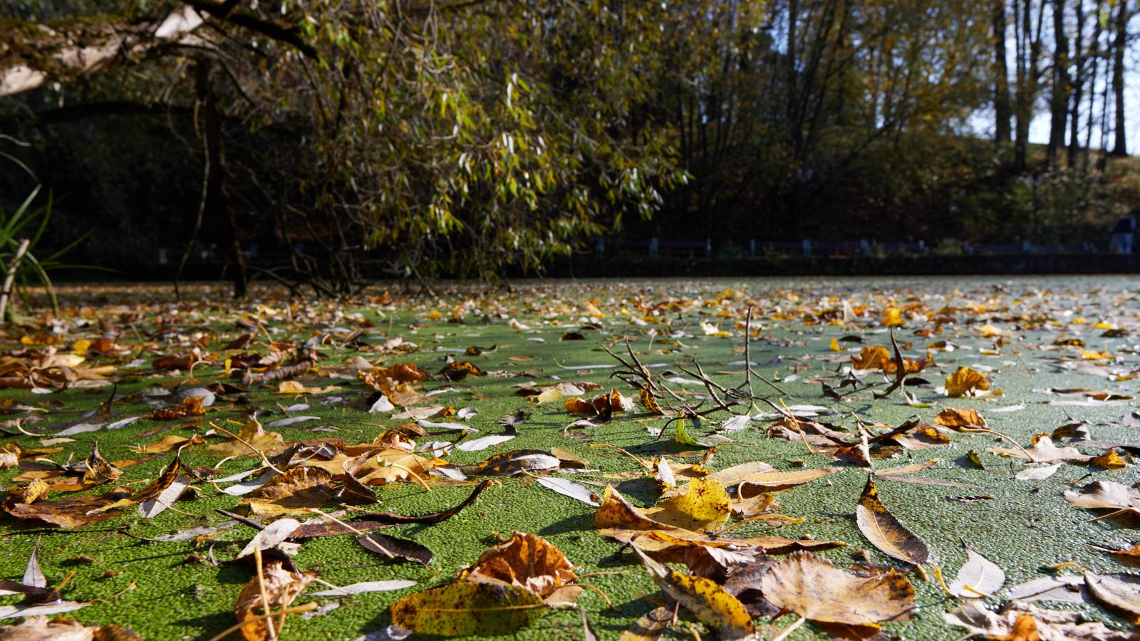 Распад листопада