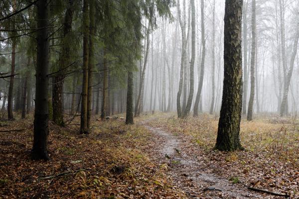 Между шёпотом снега и дыханием тумана